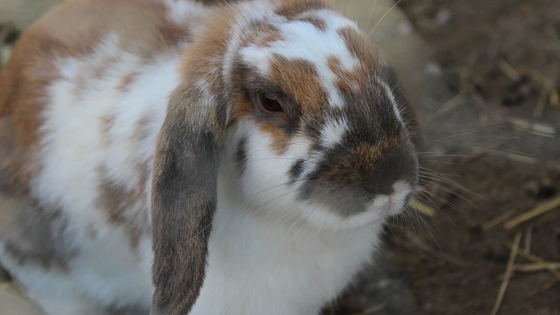 Aspres Villemolaque La Ferme Saint Roch lapin face