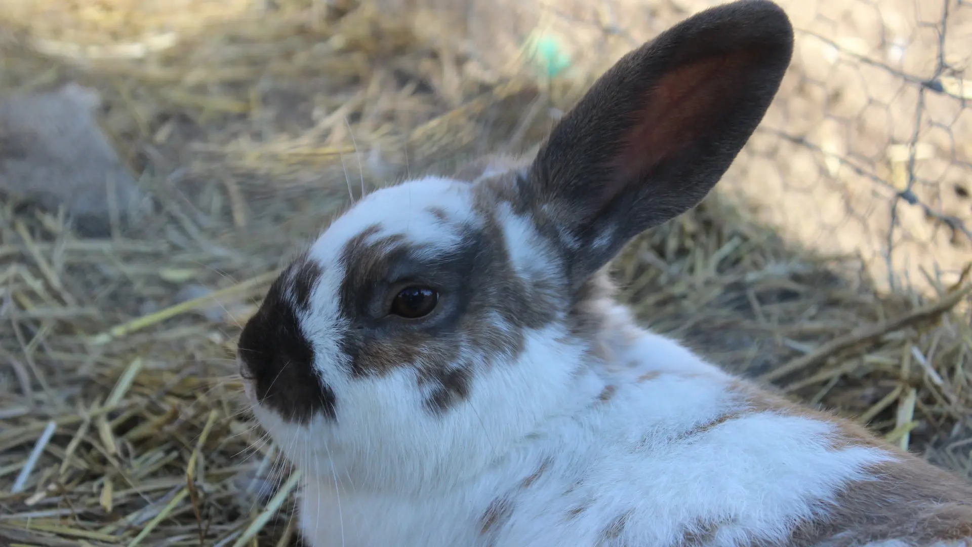 Aspres Villemolaque La Ferme Saint Roch lapin