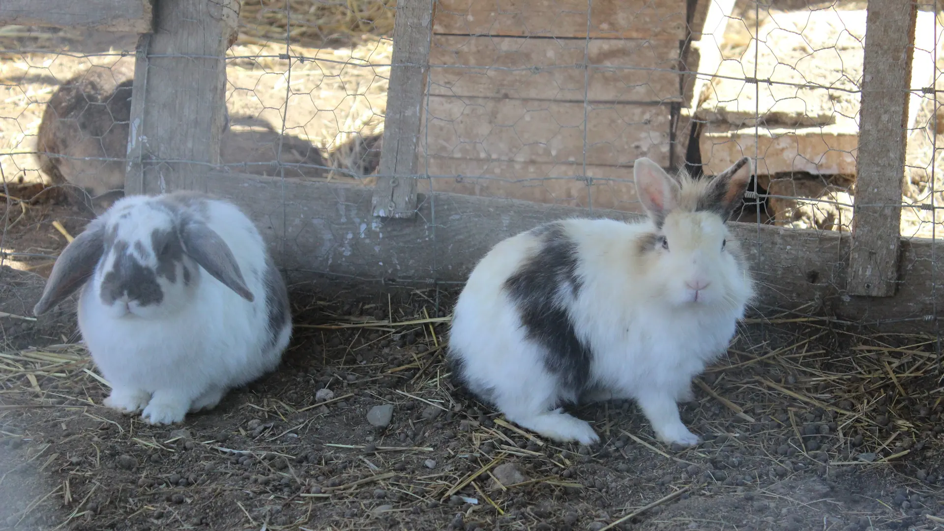 Aspres Villemolaque La Ferme Saint Roch lapins