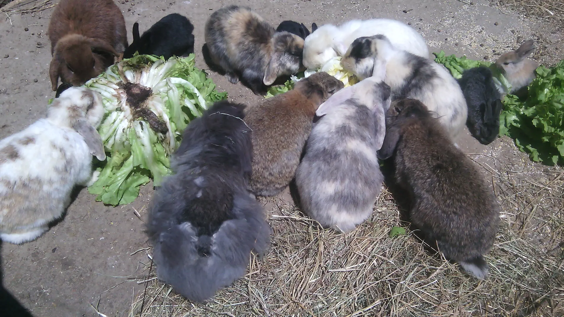 Aspres Villemolaque La Ferme Saint Roch nourriture lapins