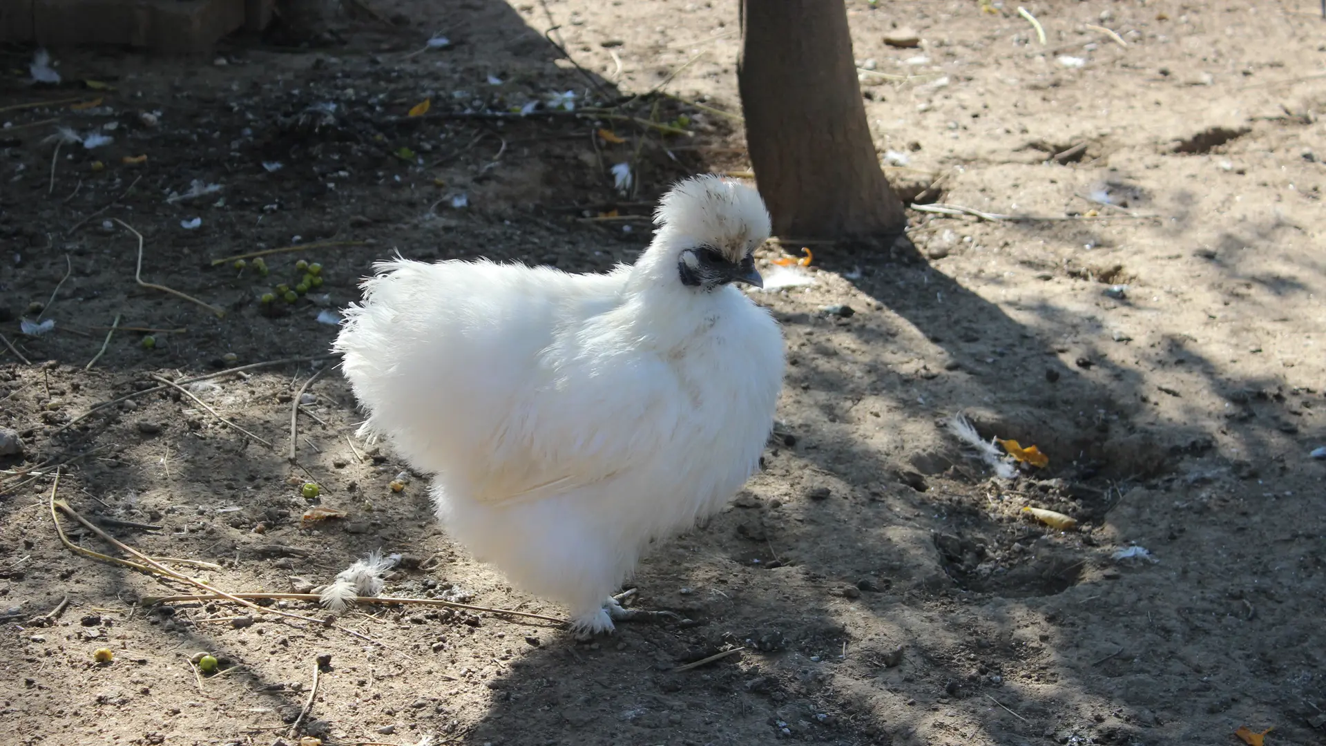 Aspres Villemolaque La Ferme Saint Roch poule blanche