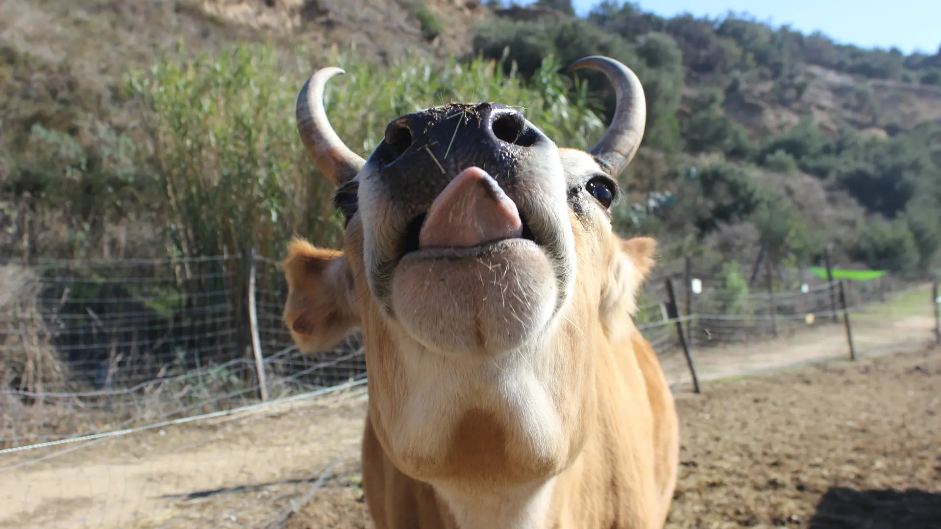 Aspres Villemolaque La Ferme Saint Roch vache