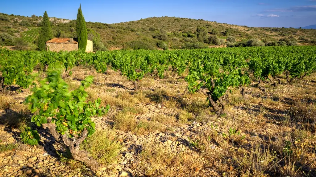 Arnaud de Villeneuve 2