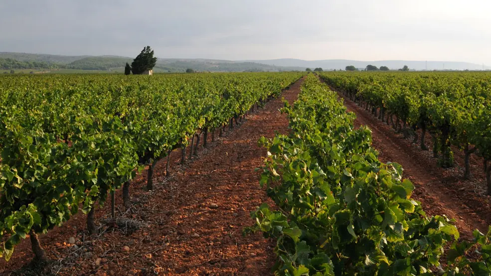 Arnaud de Villeneuve 3