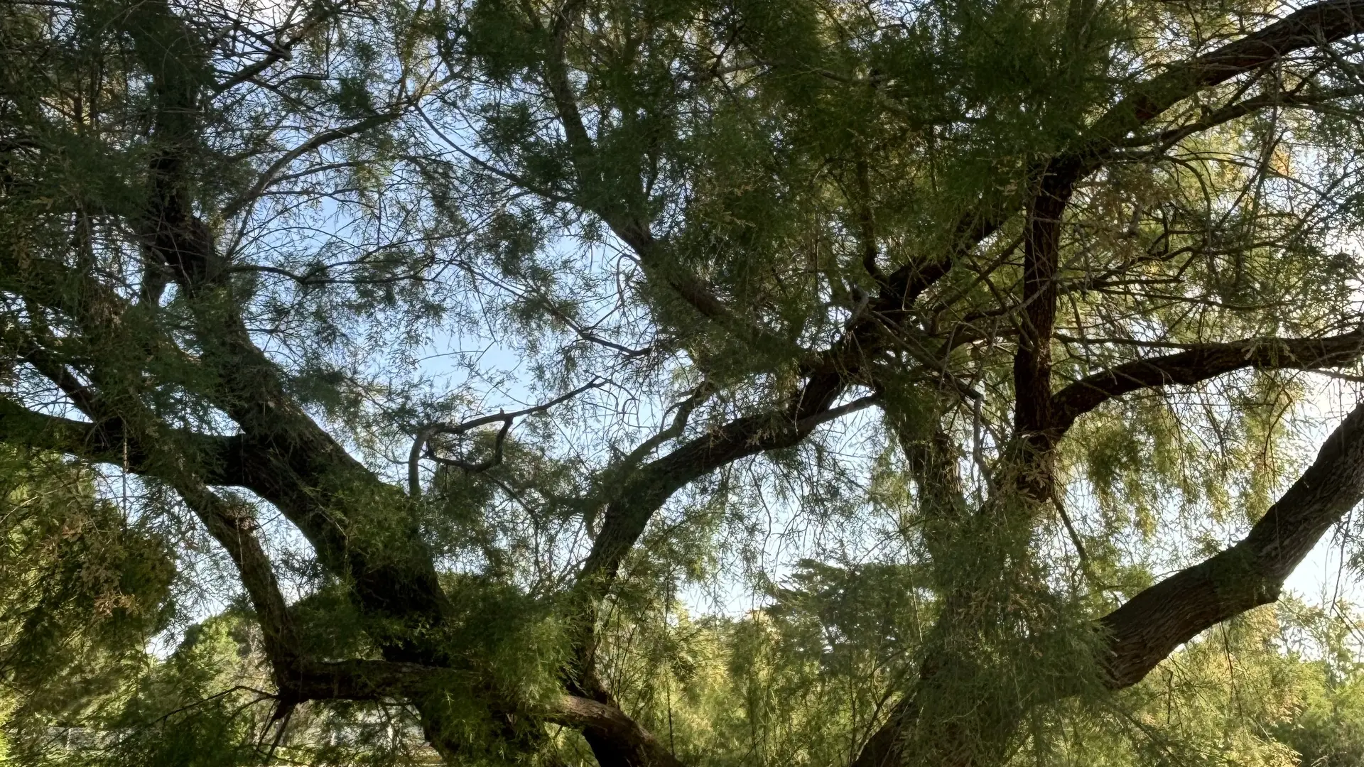 Arbre Tamaris aire de cc