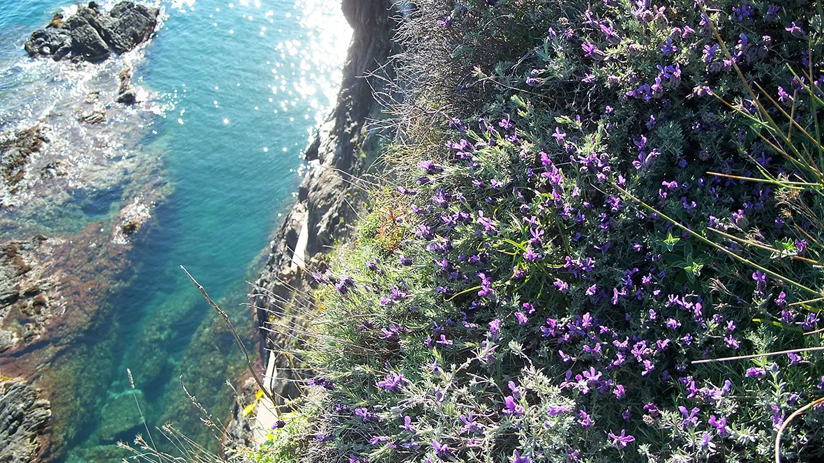 Argeles-nature-criques-de-porteils