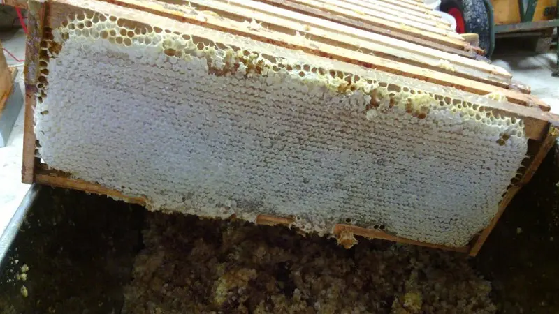 Au rucher de Flora  3