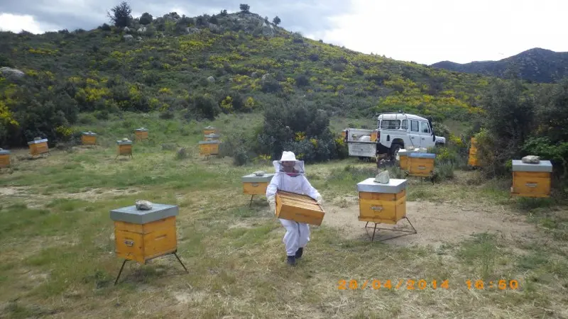 Au rucher de Flora 1