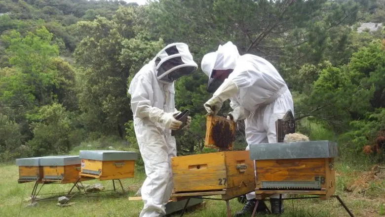 Au rucher de Flora 2