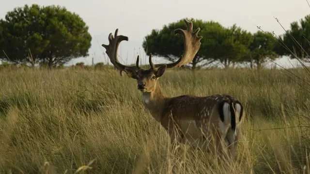 CAMPING LES FONTAINES 2