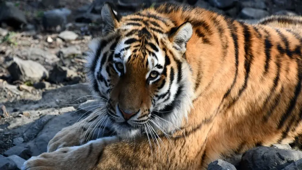 CASES DE PENE ECOZONIA 2