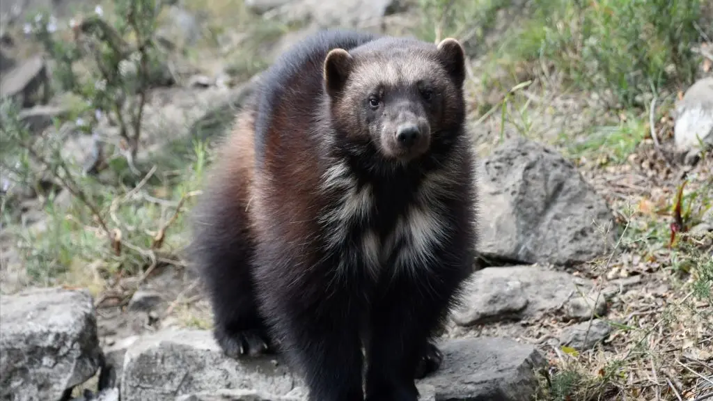 CASES DE PENE ECOZONIA 4