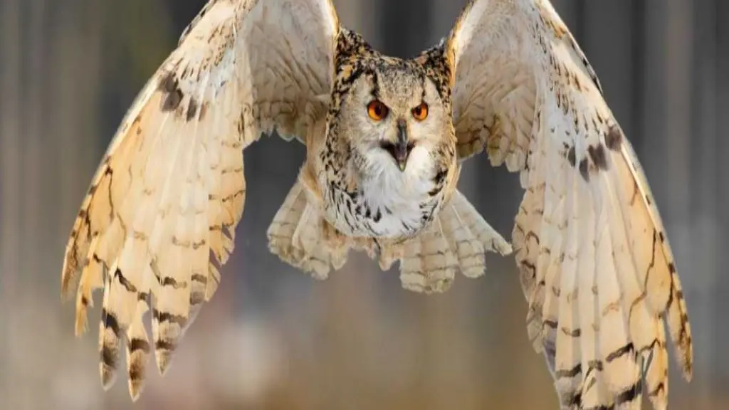 CASES DE PENE ECOZONIA1