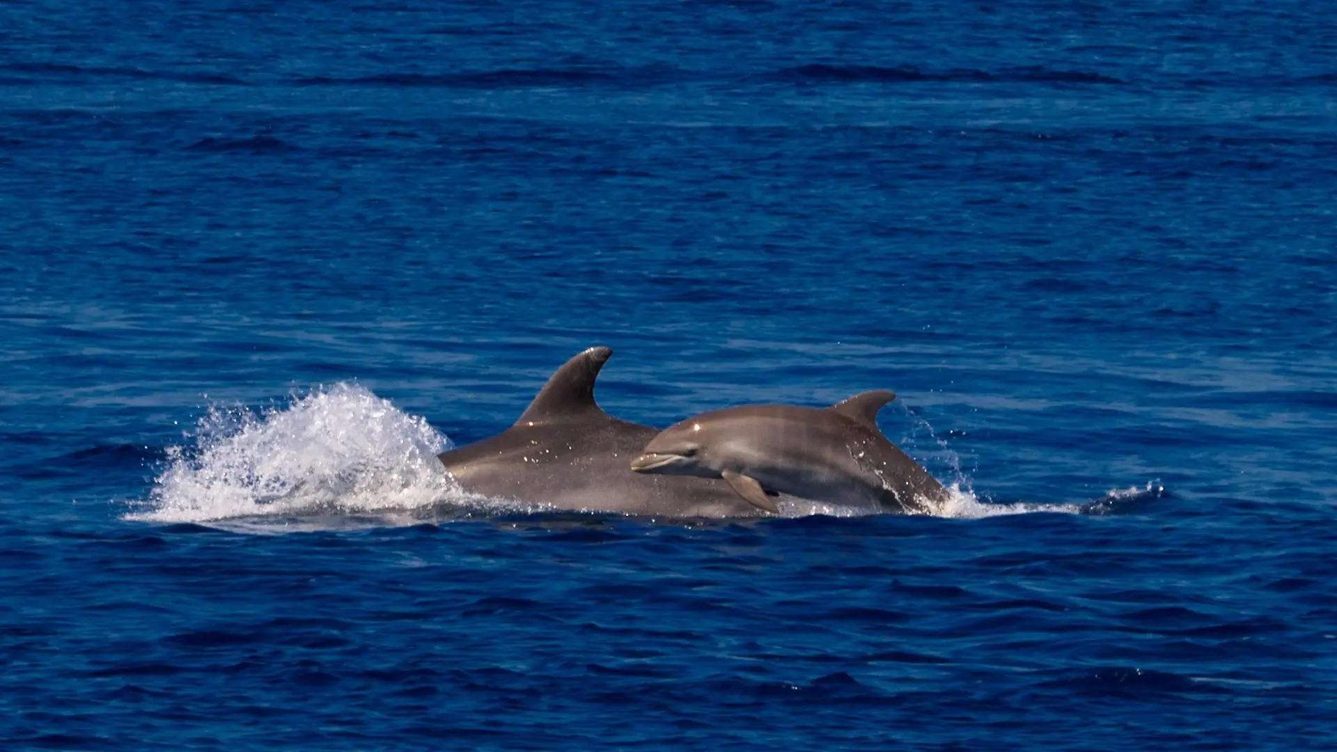 CTM DAUPHINS