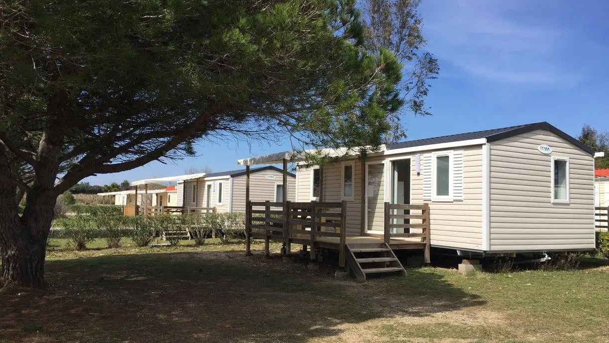 Camélia_LES_FONTAINES