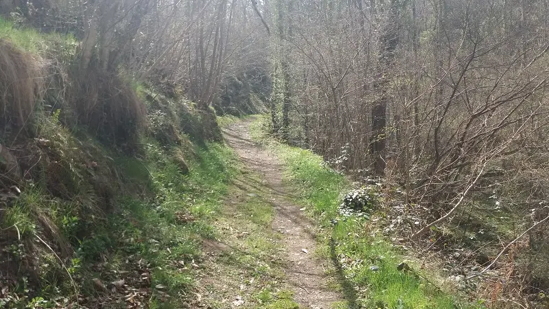 Cami vell del Coll de Jou