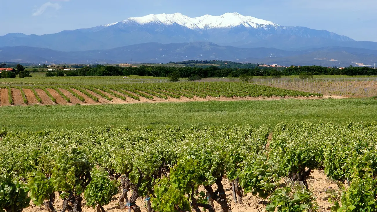 Canigou-vigne