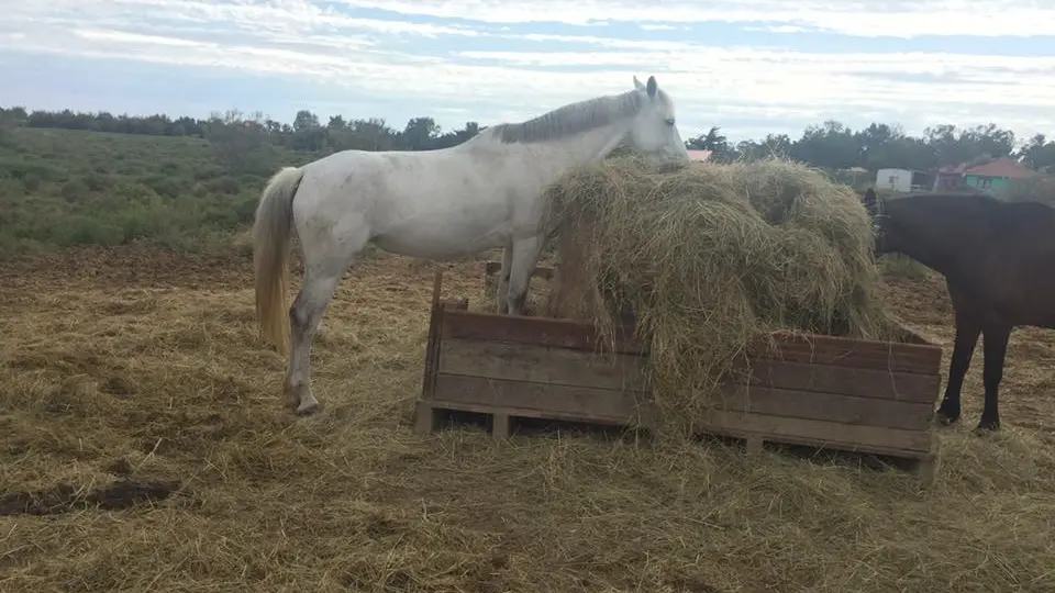 Centre Eéquestre La colonie 4