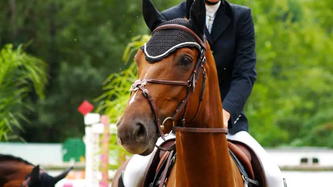 Balade le centre equestre