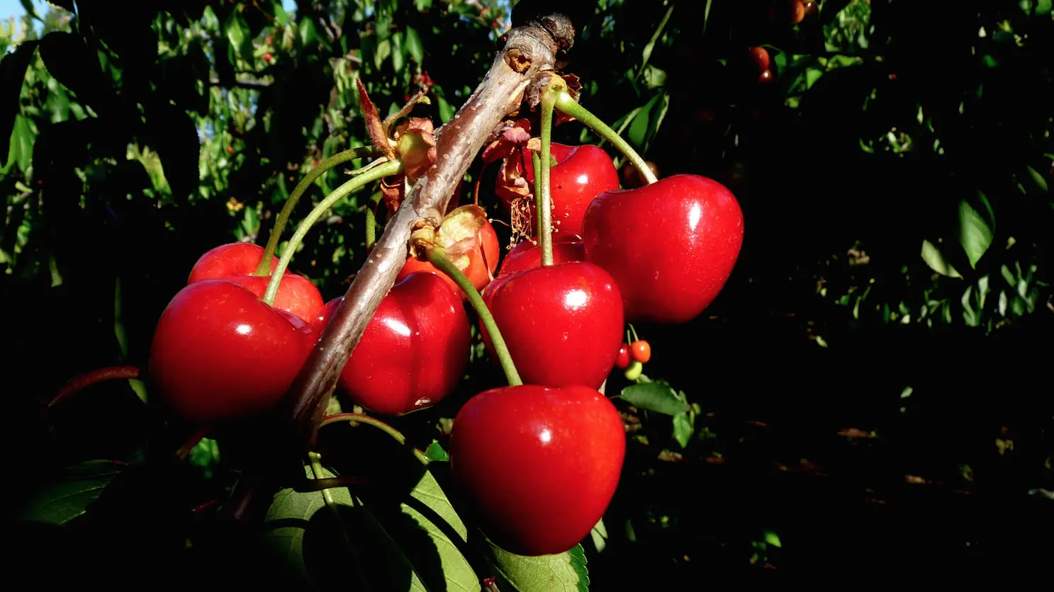 Aspres Fourques EARL AMETHYSTE