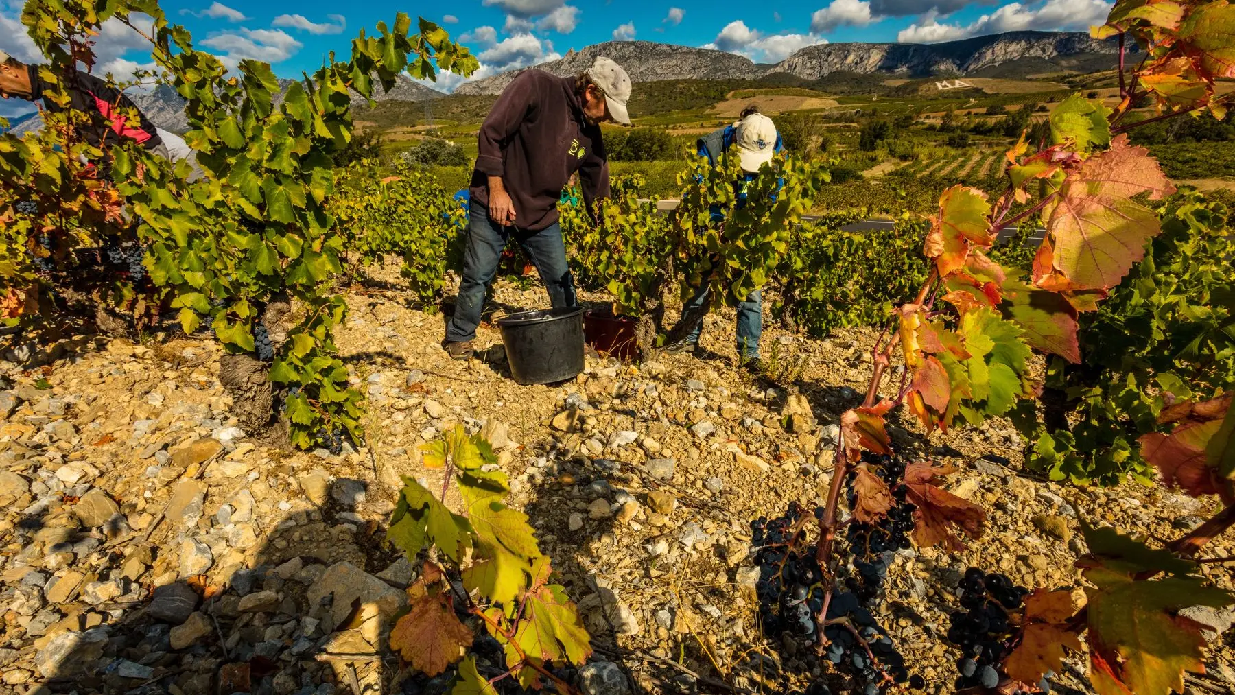 Chateau de l'Ou-Montescot_3