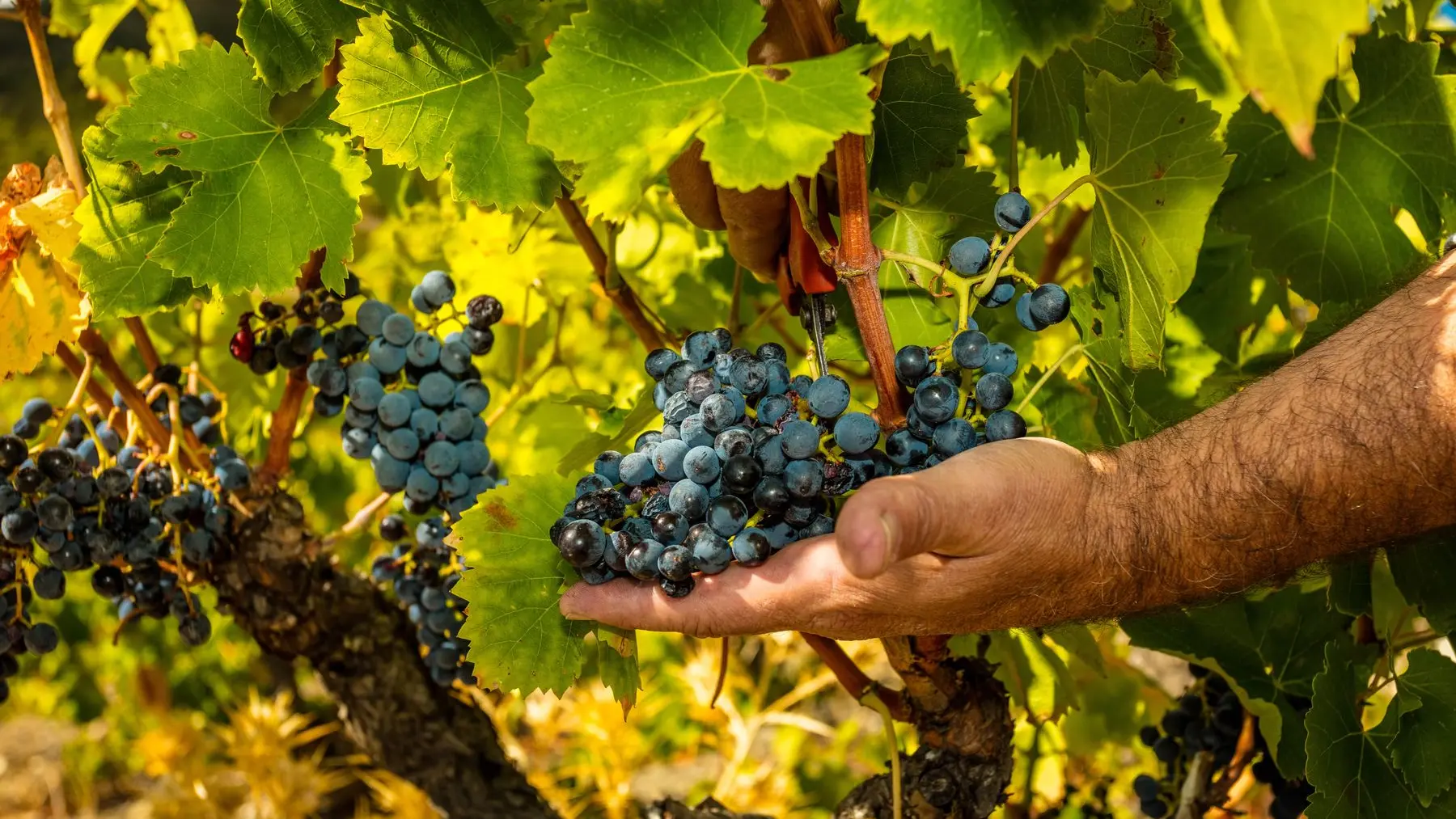 Chateau de l'Ou-Montescot_5