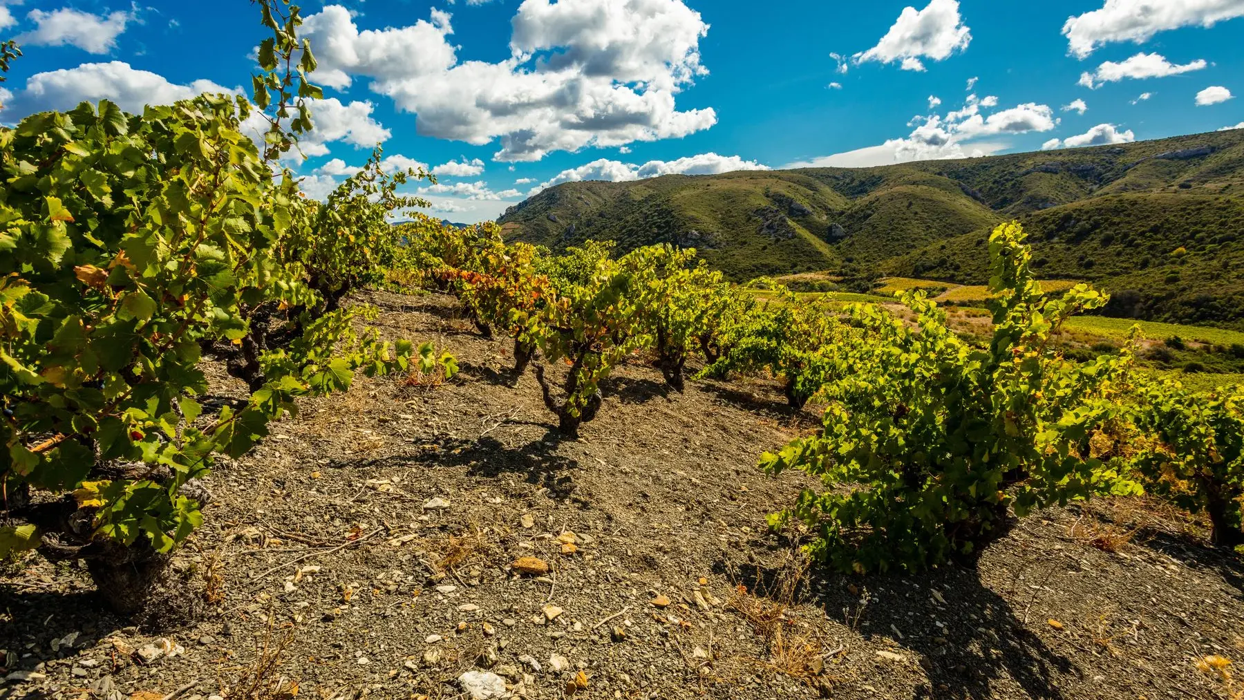 Chateau de l'Ou-Montescot_8