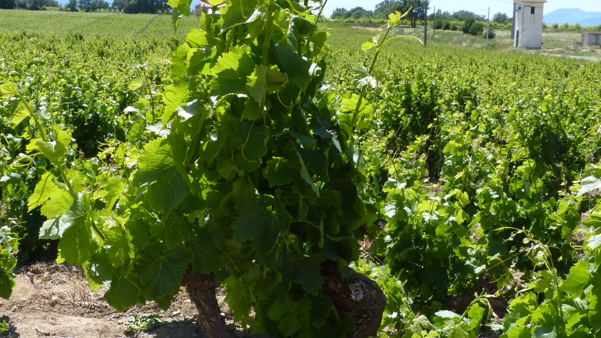 Aspres St Jean Lasseille Château Planères 3