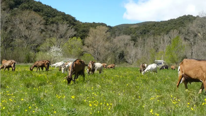 Chevriers de St Arnac 2