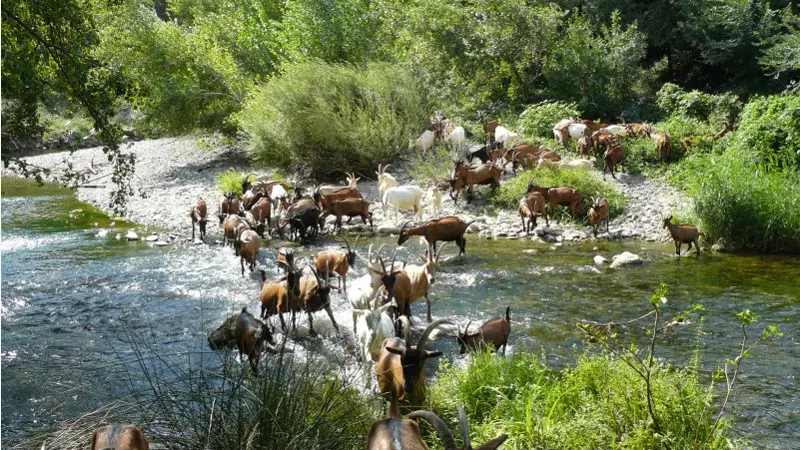 Chevriers de St Arnac 3
