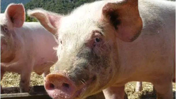 Chevriers de St Arnac 4