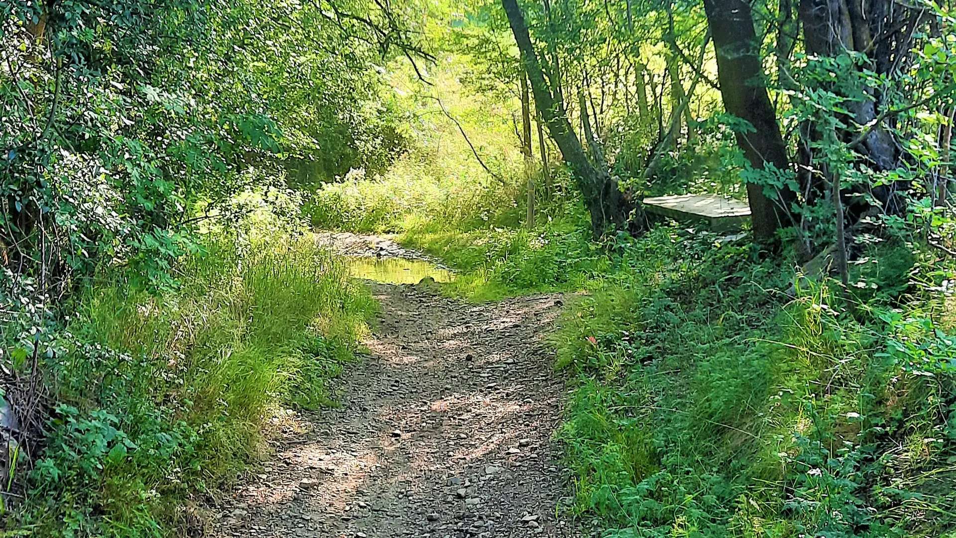 Chemin ombragé entre Onzes et Llivia