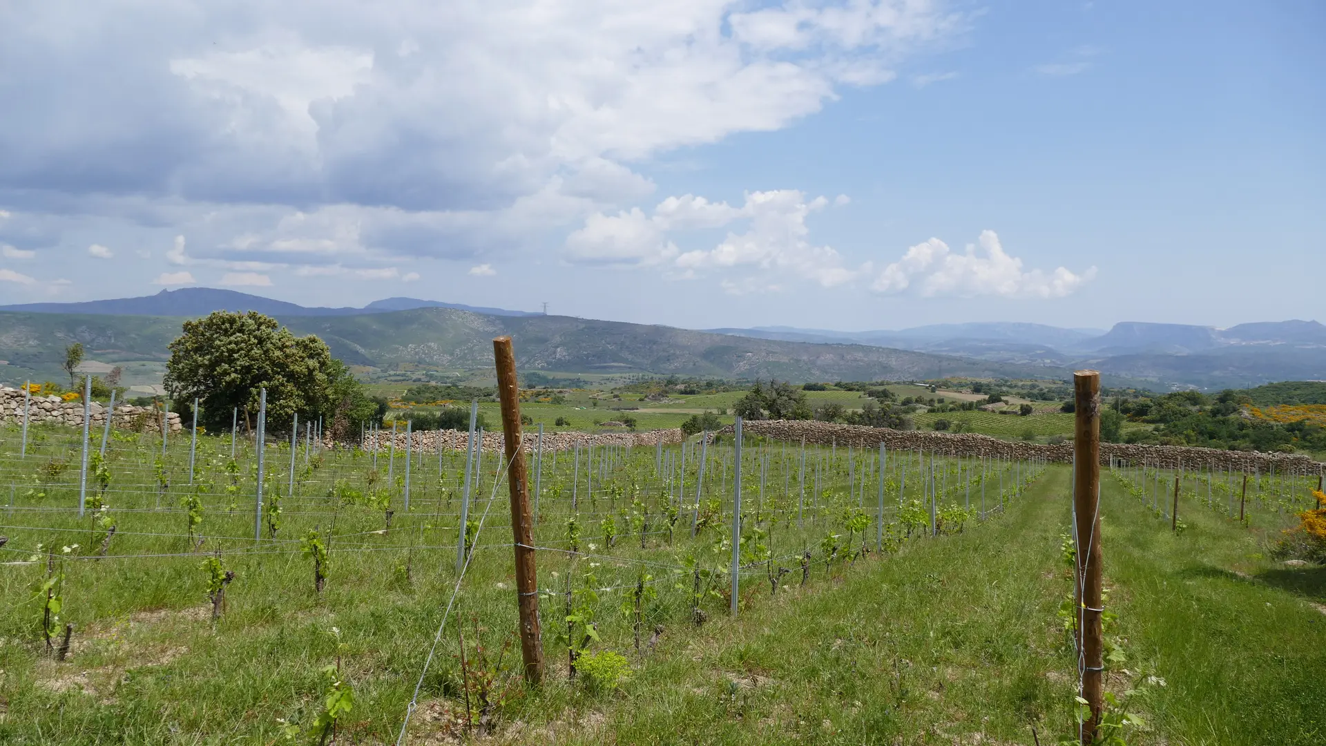 Copie de Complantation du clos