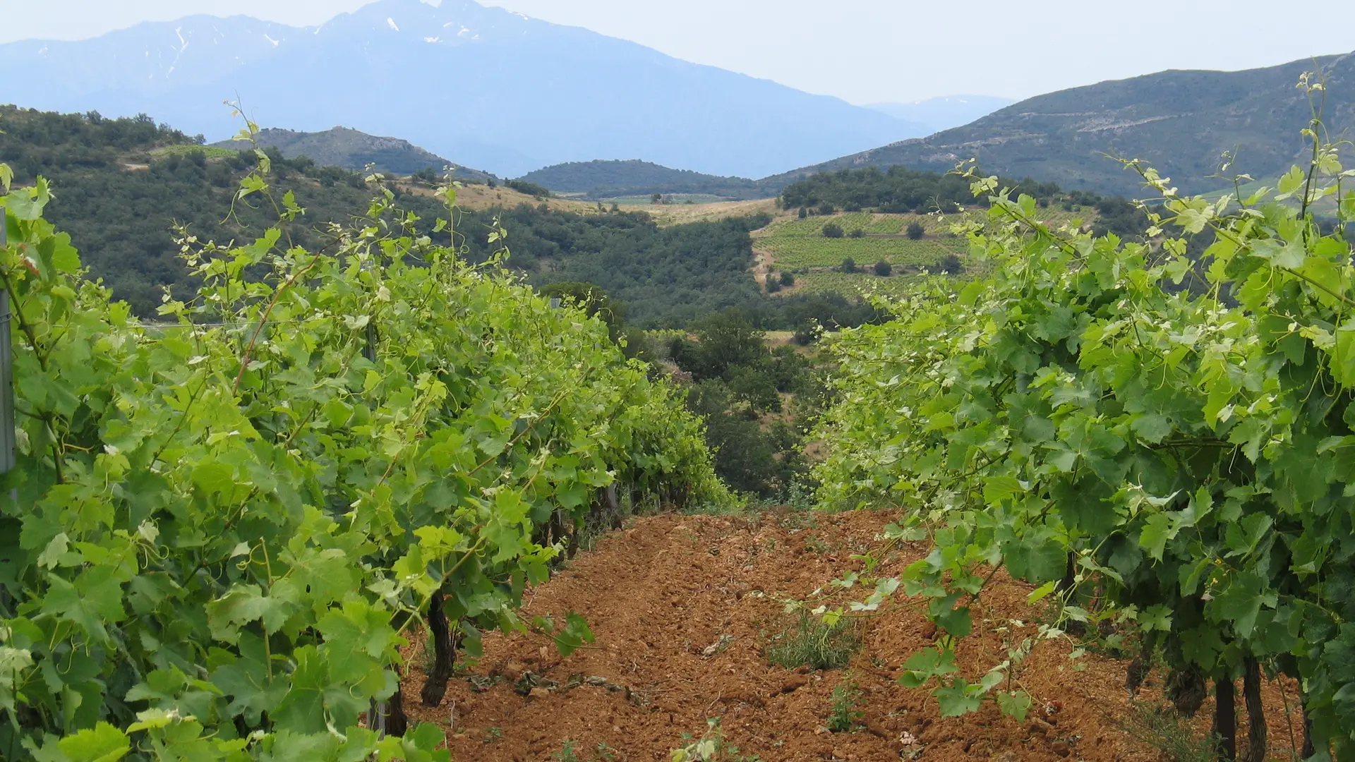Reveilles et Canigou 25/6/2009