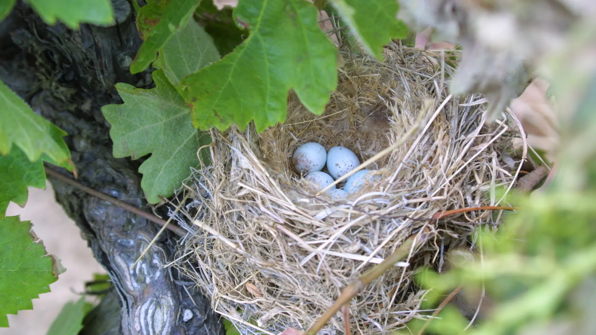 Copie de Reportage Domaine 289