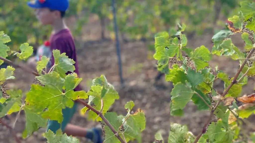 Torreilles Commerce Pagnon