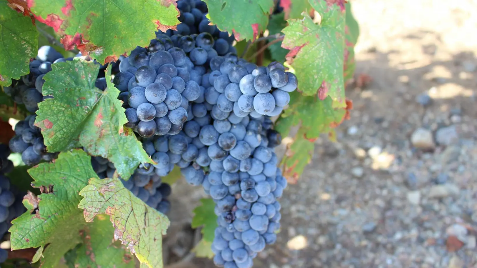 DOMAINE SANT JORDI 3