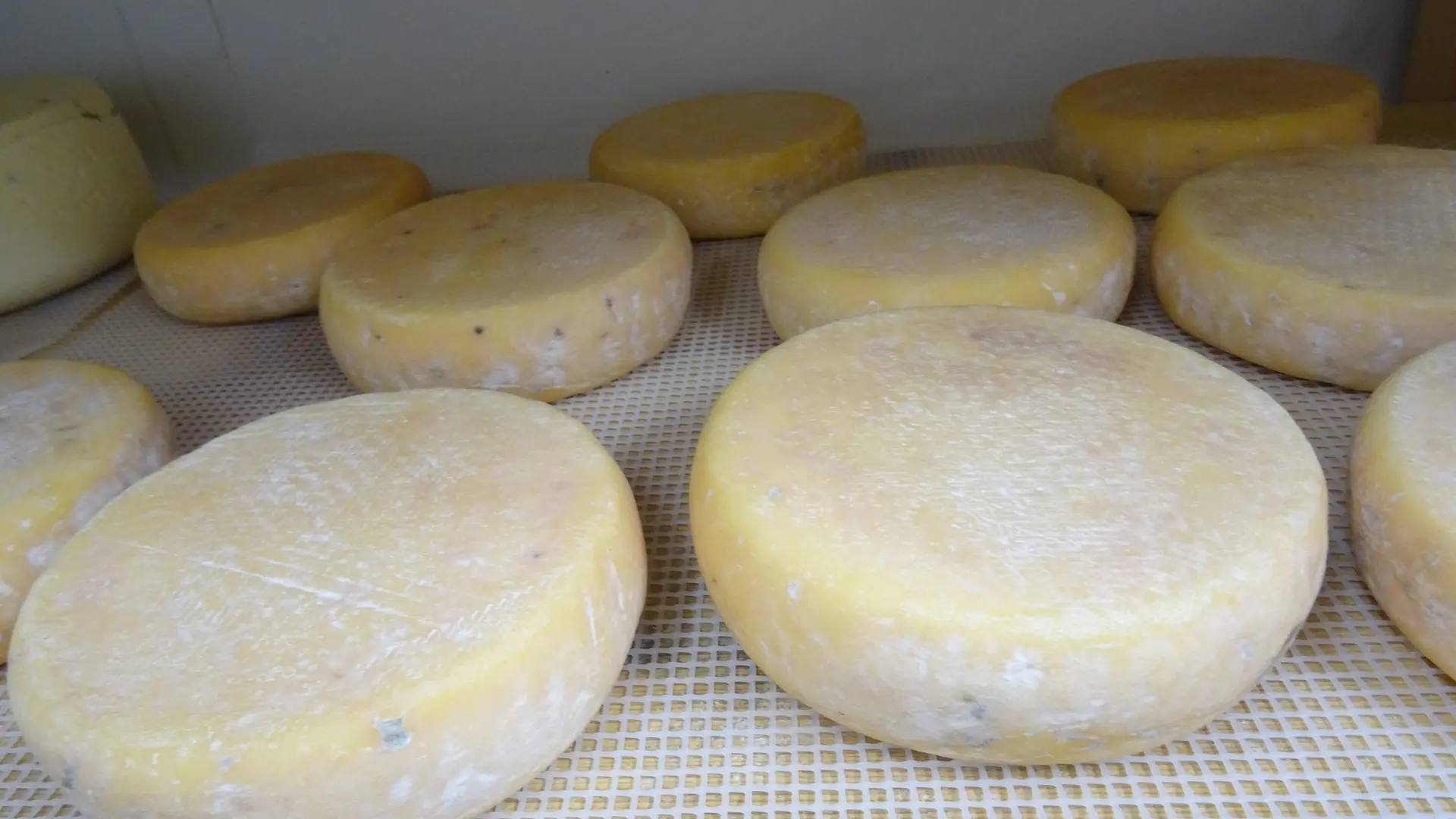 Tommes de vache jeune