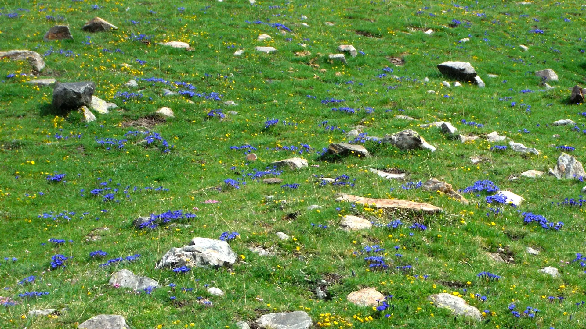 les estives massif du canigo