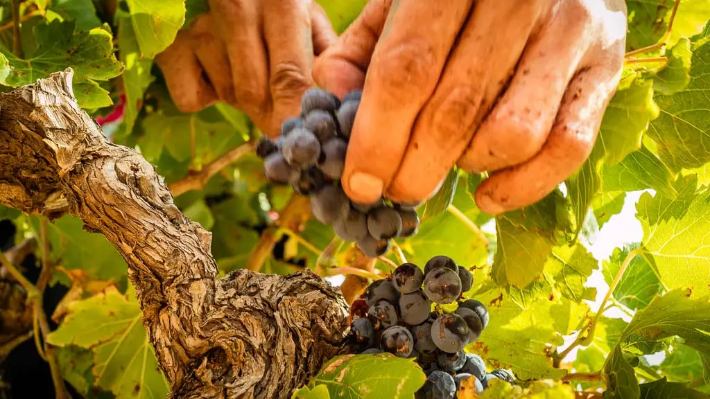 Domaine Boudau-Rivesaltes_0