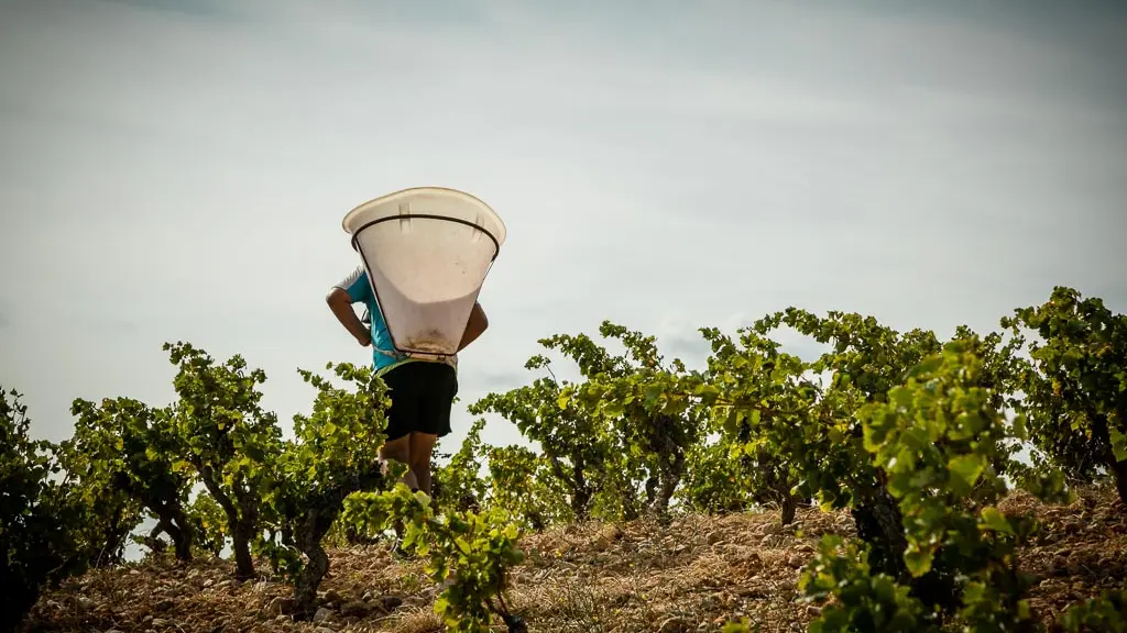 Domaine Boudau-Rivesaltes_1