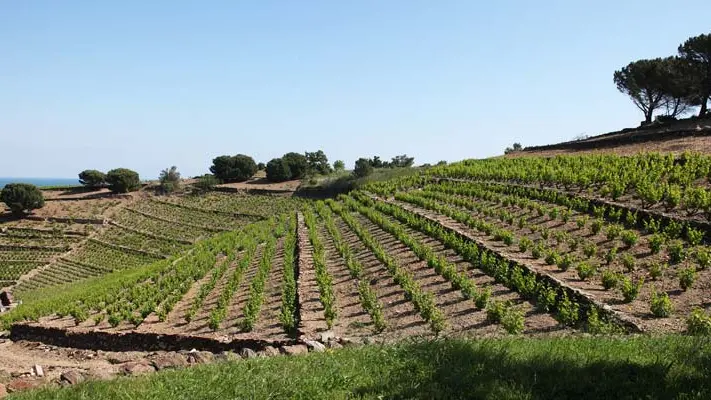 Domaine La Tour Vieille 4