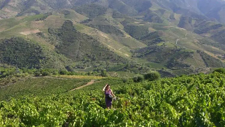 Domaine La Tour Vieille 6