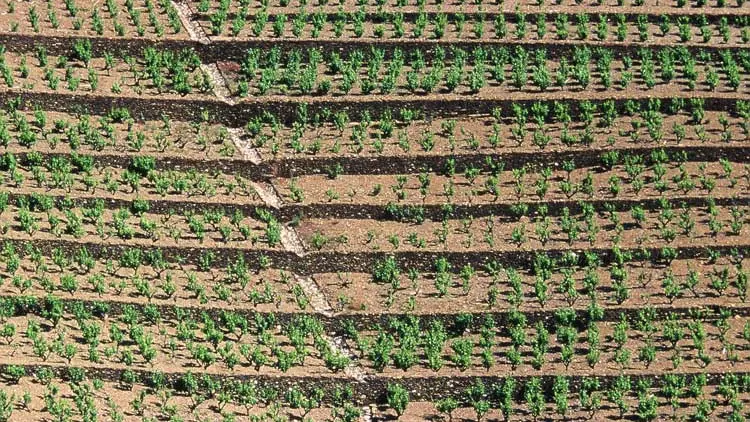 Domaine La Tour Vieille 7