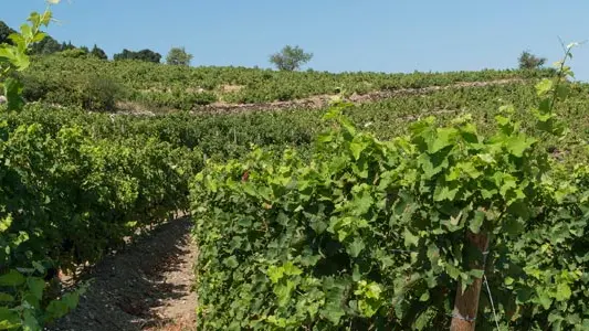 Domaine La Tour Vieille 1