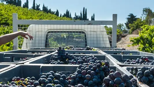 Domaine La Tour Vieille 2