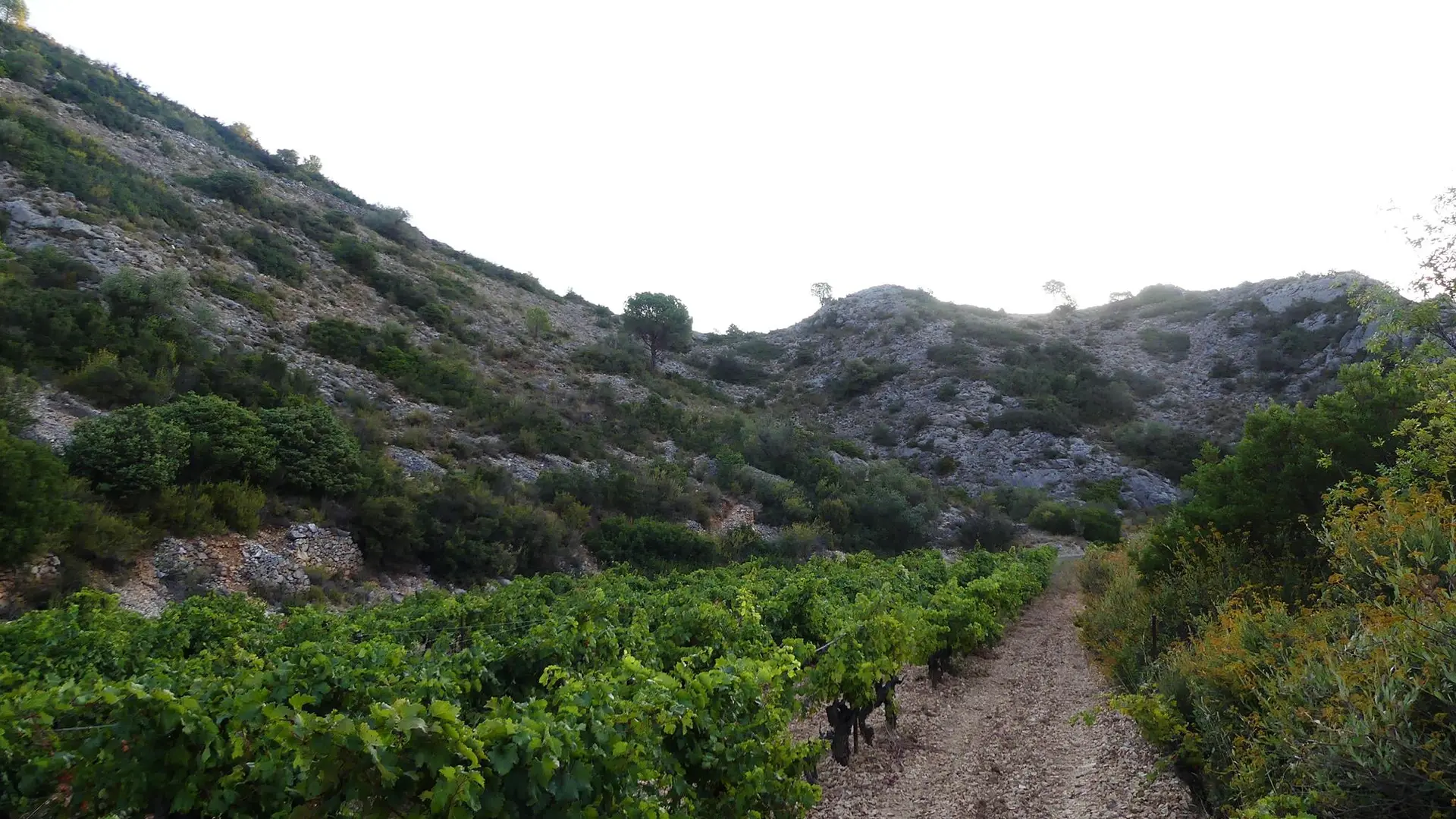 Domaine Pons Gralet 1