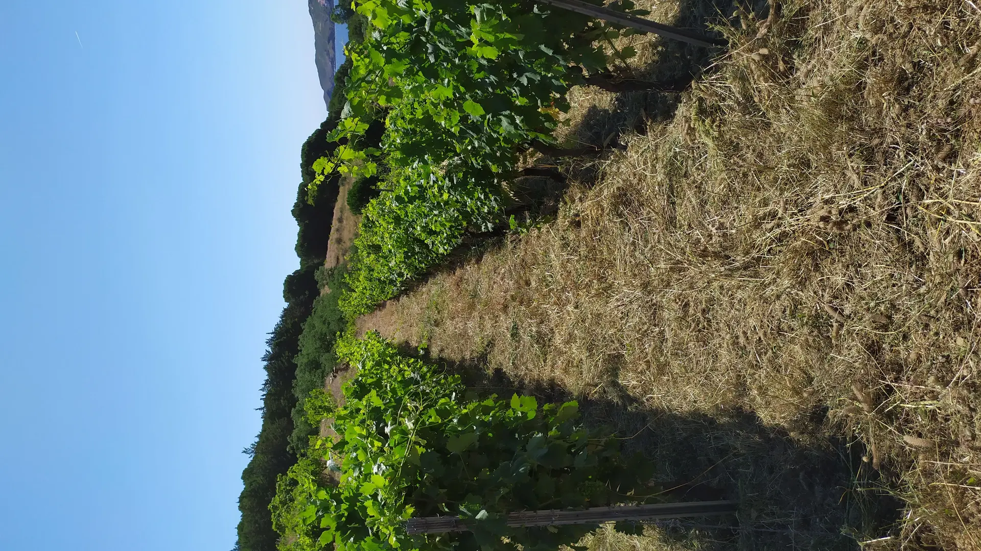 Domaine du Traginer (5)