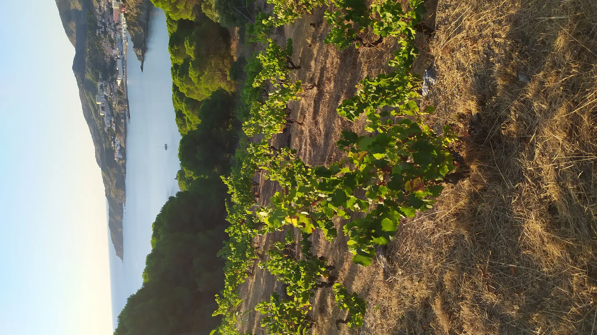 Domaine du Traginer (6)