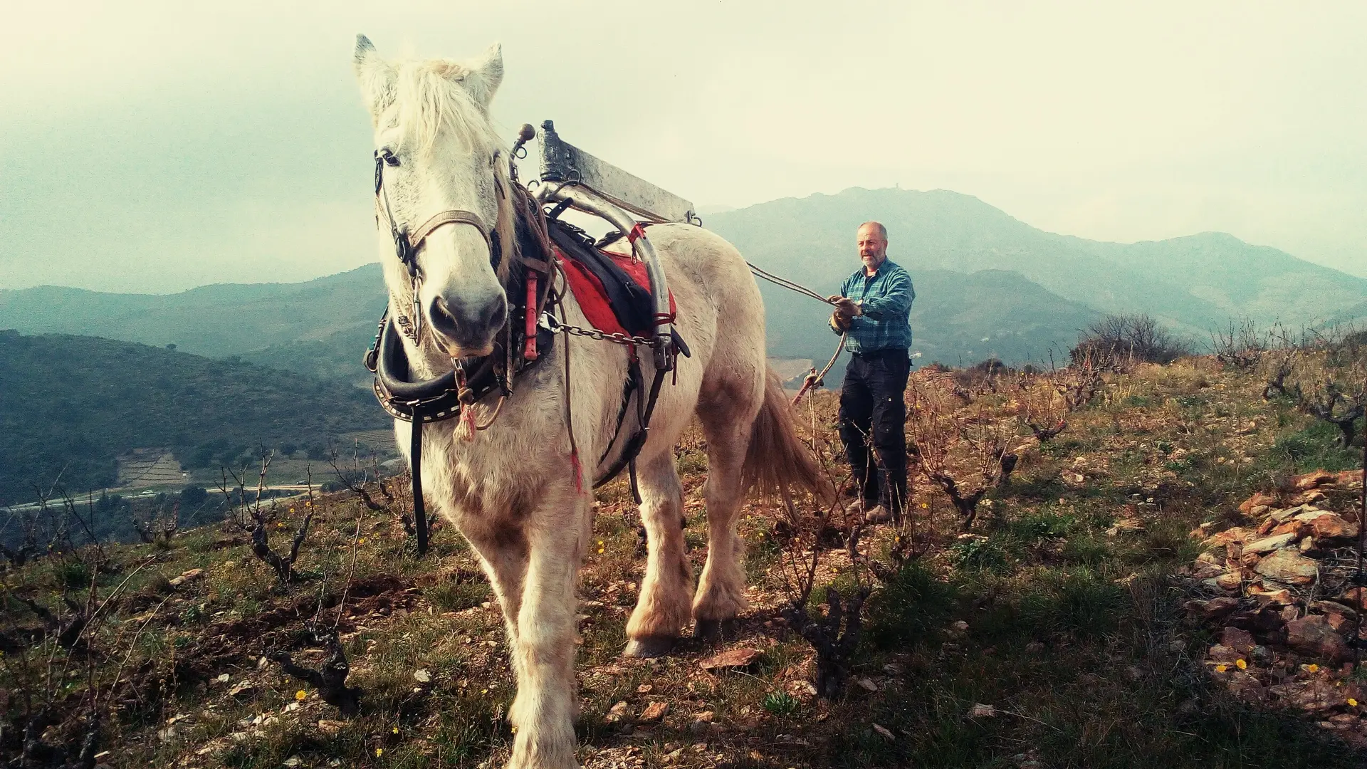 Domaine du Traginer (7)